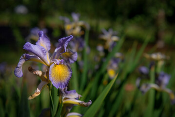 Prairie Iris blooms on the roadside in Georgia. 