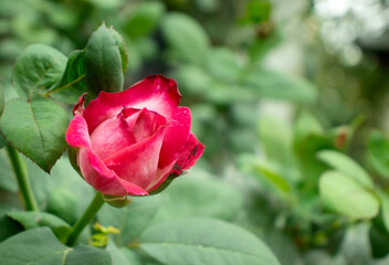 pink rose in garden
