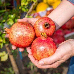 Ripe Pomegranates in Farmer’s Hands at Garden Harvest Stall