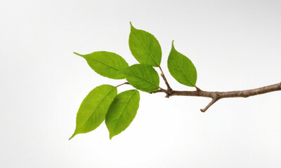 Fototapeta premium A close-up shot of a tree branch featuring lush green leaves