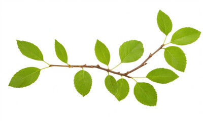 Fototapeta premium Fresh green branch with vibrant leaves on a clean white background, ideal for decoration or design projects