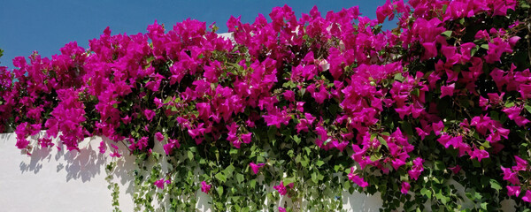 Obraz premium A bunch of vibrant purple flowers grows out of a clean white wall, ideal for decorating or illustration