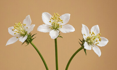 Fototapeta premium Three white flowers in a vase on a table