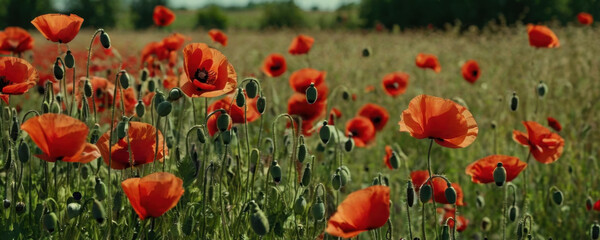 Fototapeta premium A bright and colorful image of a field filled with red poppies in full bloom, ideal for use in lifestyle, travel, or nature-themed projects