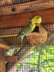 Parakeets