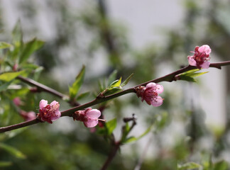 branch of a peach tree with pink flowers close up 