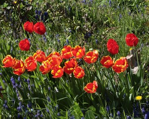 Obraz premium various,colorful tulips in a garden at spring