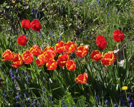 various,colorful tulips in a garden at spring
