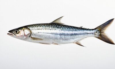 Fototapeta premium A fish suspended in mid-air, isolated on a white background