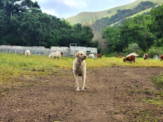 Obraz premium Livestock guardian dog