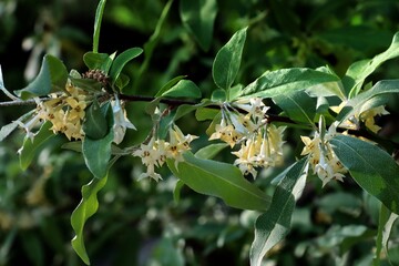 Elaegnus umbrellata tree blooming at spring close up