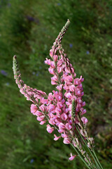 pink flowers of Onobrychis viciifolia plant close up