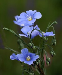  blue flowers of  Linum Perenne close up