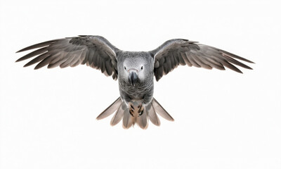 Obraz premium A large bird soaring through the sky with its wings open