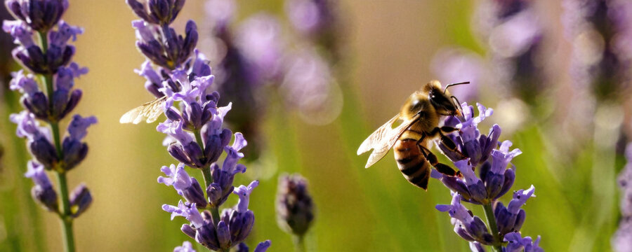 A close-up of a bee sitting on a lavender flower with a blurred background