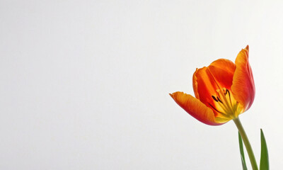 A single orange tulip in a decorative vase on a plain white background, ideal for use in floral arrangements or as a design element