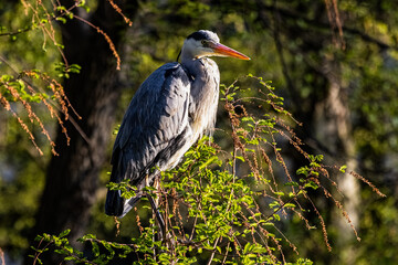 Blue heron sitting on the branches of a tree