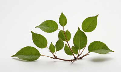 A close-up shot of a branch with green leaves on a white background, ideal for use in designs related to nature, health, and wellness