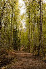 Fototapeta premium Afternoon sunlight shines on birch trees in the Eklutna River Valley, Alaska.