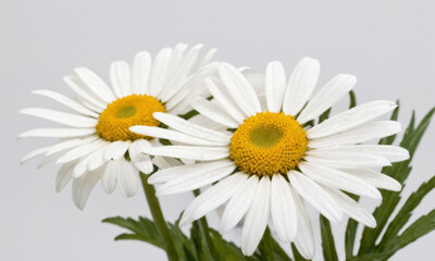 Fototapeta premium Close-up shot of white flowers arranged in a decorative vase, ideal for use in still life photography or as a background element