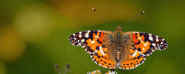 Obraz premium A single butterfly perched on the petals of a colorful flower