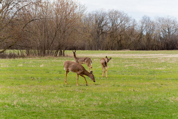 White-tailed Deer Feeding In An Urban Field In Spring In Wisconsin