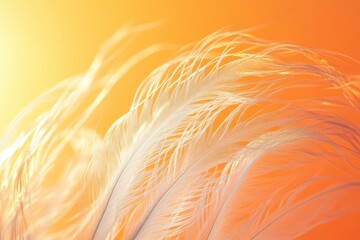 Close-up view of delicate white feathers against a vibrant sunset.
