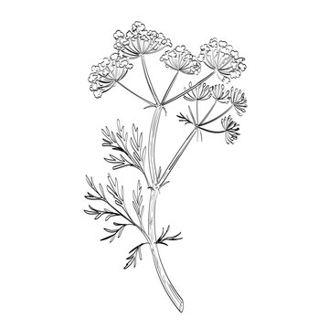 Drawing sketch style illustration of a Caraway, Carum carvi, meridian fennel or Persian cumin, a biennial plant in the family Apiaceaeplant used as spice or herb done in black and white line art. 