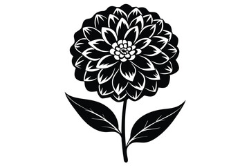 Black dahlia flower with detailed petals and leaves stands beautifully on a white backdrop