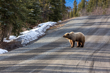 A grizzly bear wanders along an empty road in the Alaskan wilderness.