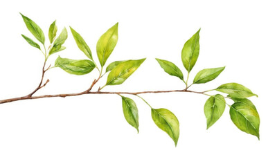 Fototapeta premium A single branch with lush green leaves against a clean white background