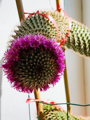 Detail of a Mammillaria Zeilmanniana cactus in full bloom. Pink star-shaped flowers arranged in a ring around the plant