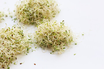 Fresh green sprouted alfalfa seeds