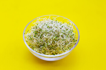 Fresh green sprouted alfalfa seeds