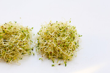 Fresh green sprouted alfalfa seeds