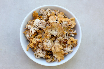 Splitgill mushroom or schizophyllum commune mushroom