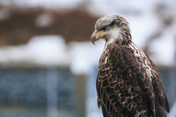The profile of a young bald eagle stands out in the harbor, in a port town of Alaska.