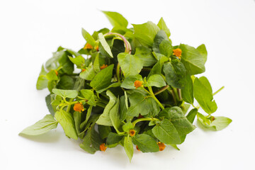 Yellow flower with green leaves of acmella oleracea or toothache plant on white background