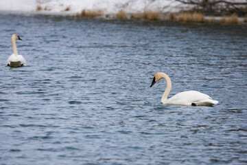 A swan swims across a lake in Alaska.