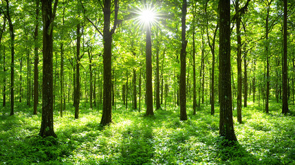Fototapeta premium Sunlit deciduous forest, green canopy, dappled light, nature scene, environmental backdrop