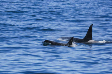 Two killer whales swim side by side off the coast of Alaska.