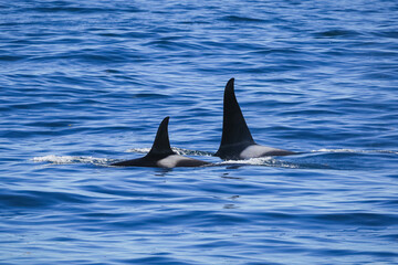 Naklejka premium Two killer whales swim side by side off the coast of Alaska.