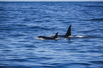 Fototapeta premium Two killer whales swim side by side off the coast of Alaska.