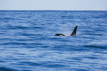Fototapeta premium A killer whale swims just off the coast of Alaska, through cold ocean waters.