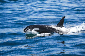 Fototapeta premium A killer whale breaches the surface off the coast of Alaska.