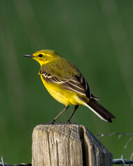 Yellow wagtail. Wild British bird sitting in farmland. Red listed conservation success.