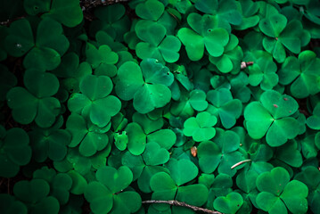 green clover background