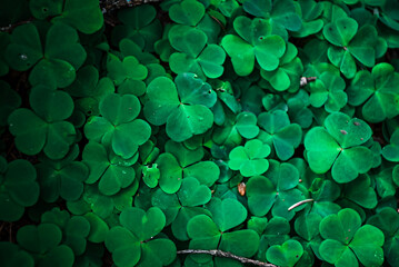 green clover background