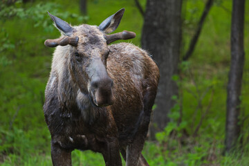 A moose stands in a field, calmly grazing in the open space.