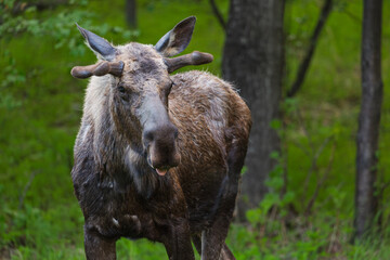 A moose stands in a field, calmly grazing in the open space.